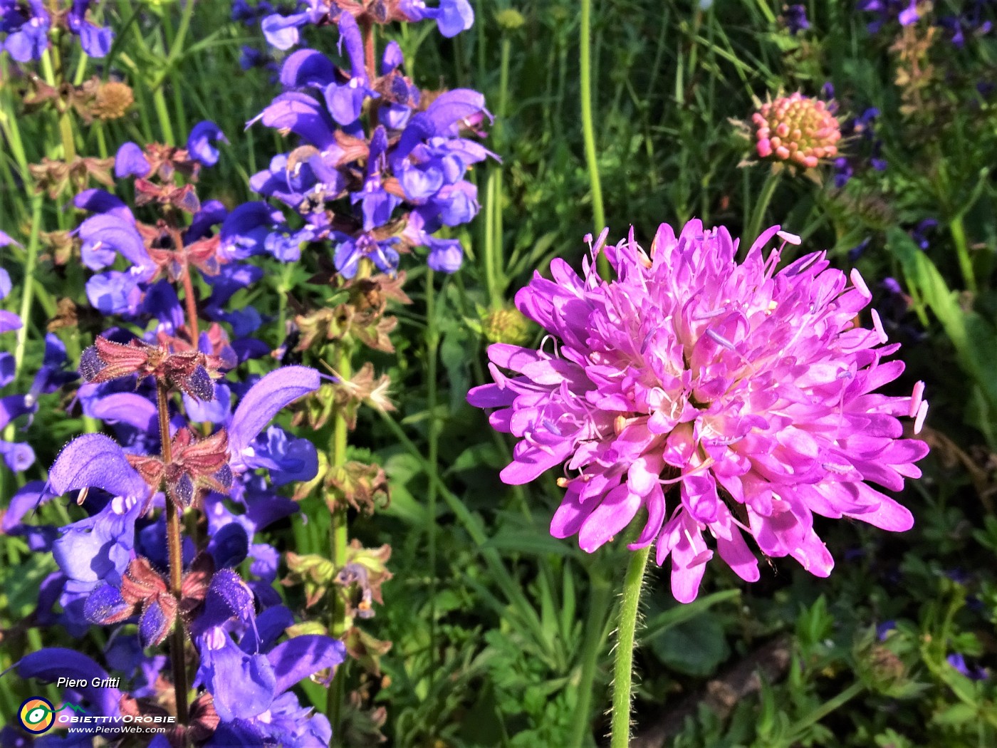 19 Scabiosa atropurpurea (Vedovella) con Knautia longifolia (Ambretta alpina).JPG